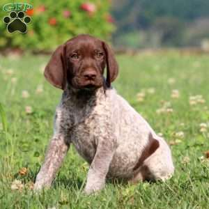 Tony, German Shorthaired Pointer Puppy