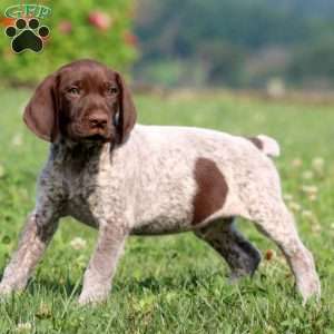 Tony, German Shorthaired Pointer Puppy