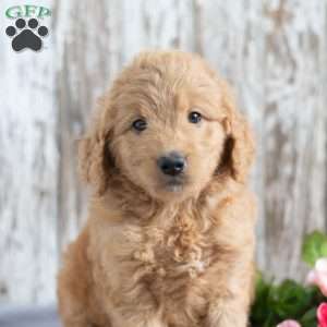 Tonya, Mini Goldendoodle Puppy