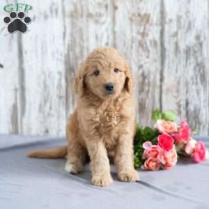 Tonya, Mini Goldendoodle Puppy