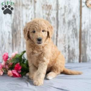 Tonya, Mini Goldendoodle Puppy