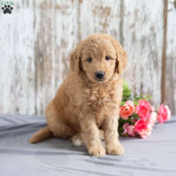 Tonya, Mini Goldendoodle Puppy
