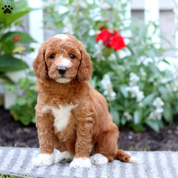 Tonya, Mini Labradoodle Puppy