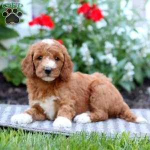 Tonya, Mini Labradoodle Puppy