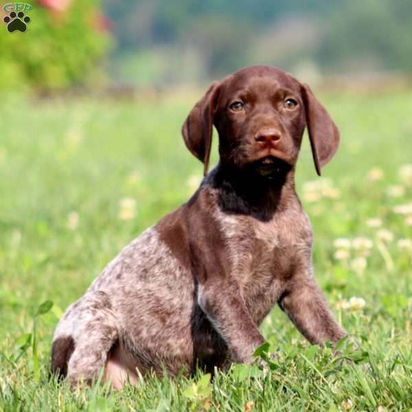 Tootsie, German Shorthaired Pointer Puppy