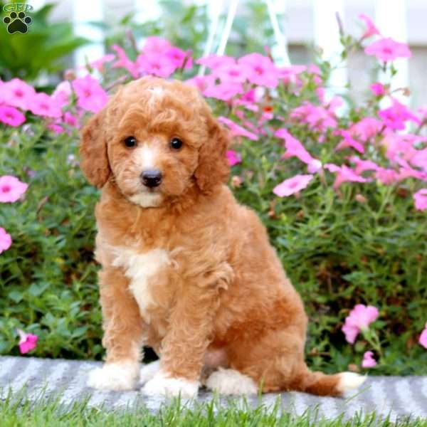 Tootsie, Mini Labradoodle Puppy