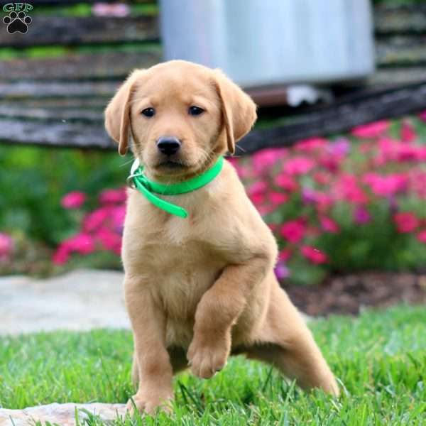 Tootsie, Fox Red Labrador Retriever Puppy