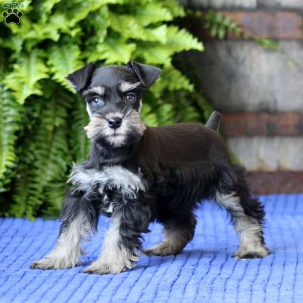 Tootsie, Miniature Schnauzer Puppy