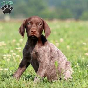 Tootsie, German Shorthaired Pointer Puppy