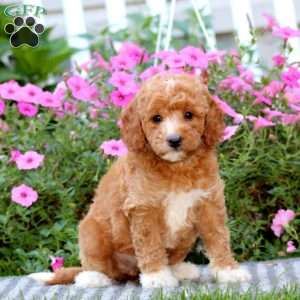 Tootsie, Mini Labradoodle Puppy