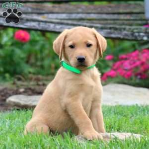 Tootsie, Fox Red Labrador Retriever Puppy