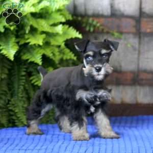 Tootsie, Miniature Schnauzer Puppy