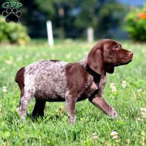 Tootsie, German Shorthaired Pointer Puppy