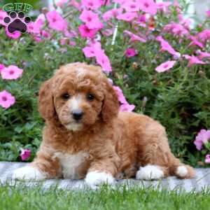 Tootsie, Mini Labradoodle Puppy