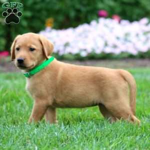 Tootsie, Fox Red Labrador Retriever Puppy