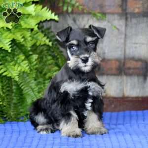 Tootsie, Miniature Schnauzer Puppy