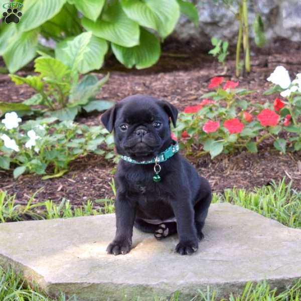 Topsy, Pug Puppy