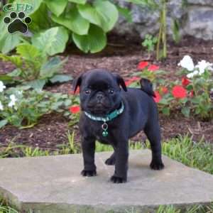 Topsy, Pug Puppy