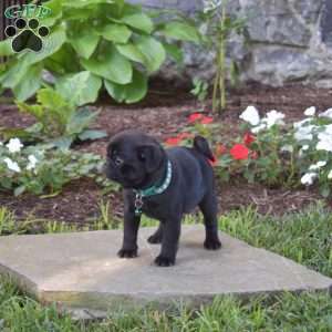 Topsy, Pug Puppy