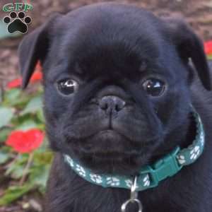 Topsy, Pug Puppy