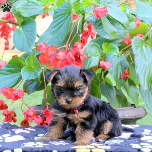 Tori, Yorkie Puppy