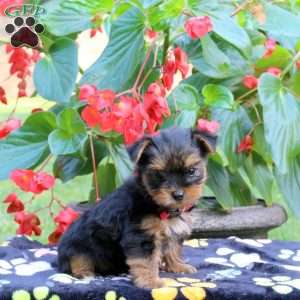 Tori, Yorkie Puppy
