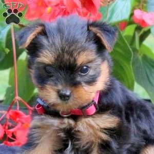 Tori, Yorkie Puppy
