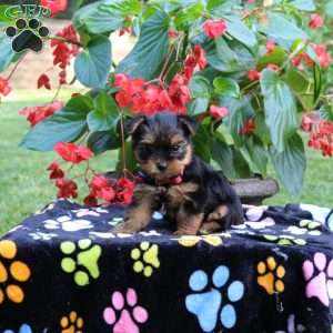 Tori, Yorkie Puppy