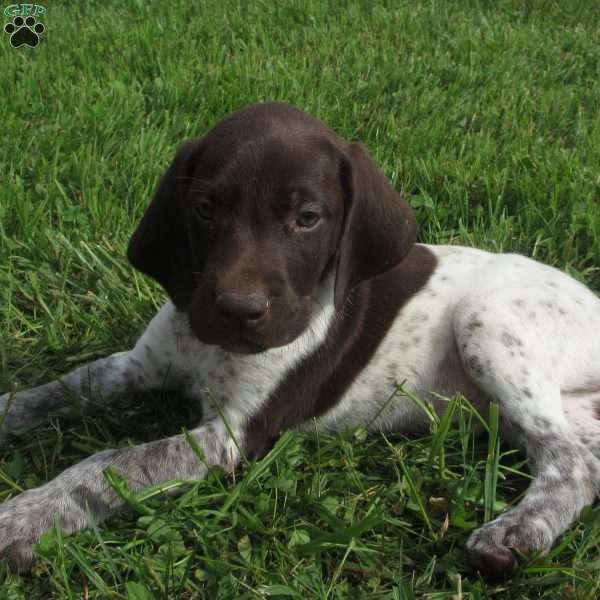 Toro, German Shorthaired Pointer Puppy
