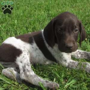 Toro, German Shorthaired Pointer Puppy