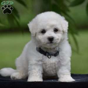 Tracey, Bichon Frise Puppy