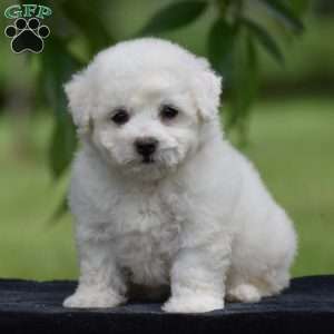 Tracey, Bichon Frise Puppy