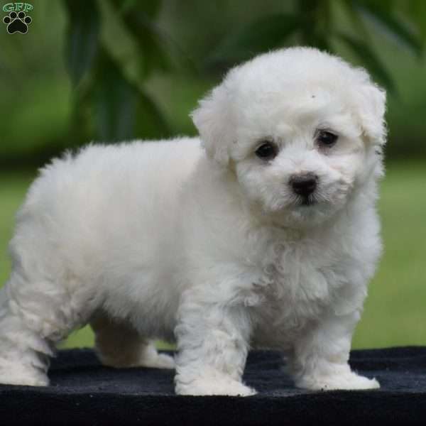 Tracey, Bichon Frise Puppy