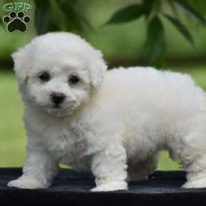 Tracey, Bichon Frise Puppy