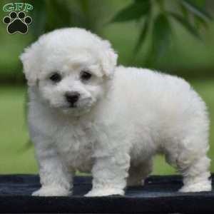 Tracey, Bichon Frise Puppy