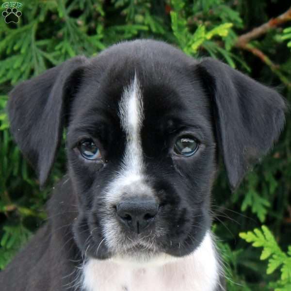 Travis, Boxer Puppy