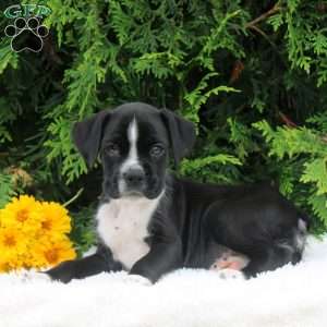Travis, Boxer Puppy