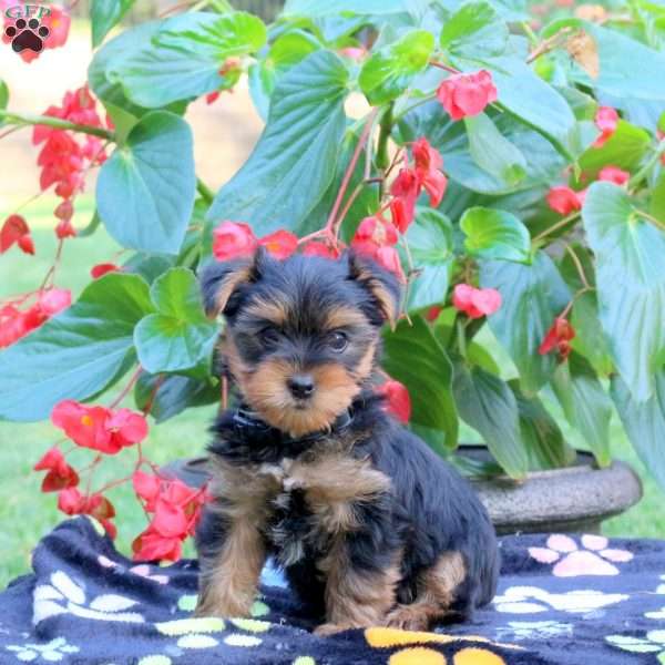 Travis, Yorkie Puppy
