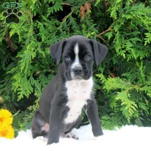 Travis, Boxer Puppy