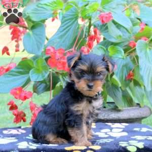 Travis, Yorkie Puppy
