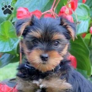 Travis, Yorkie Puppy