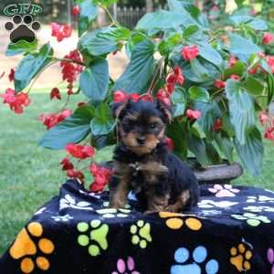 Travis, Yorkie Puppy