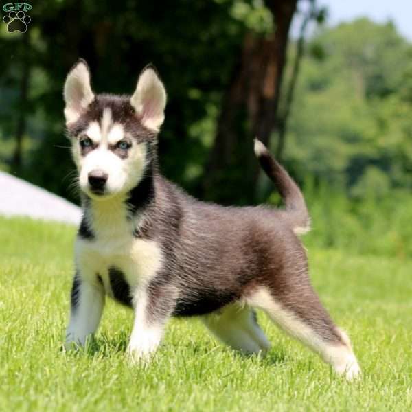 Travis, Siberian Husky Puppy