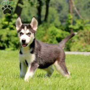 Travis, Siberian Husky Puppy