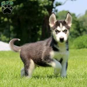 Travis, Siberian Husky Puppy