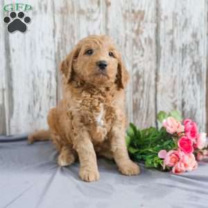 Trent, Mini Goldendoodle Puppy