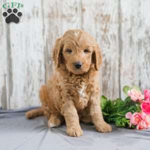 Trent, Mini Goldendoodle Puppy
