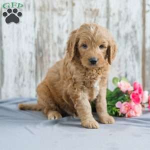 Trent, Mini Goldendoodle Puppy