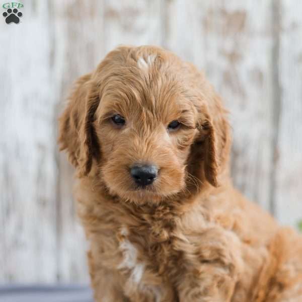 Trent, Mini Goldendoodle Puppy