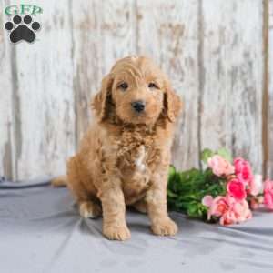 Trent, Mini Goldendoodle Puppy